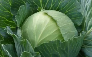 Katarina / Катаріна