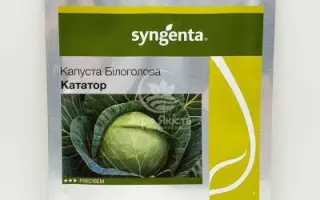 KATATOR / КАТАТОР