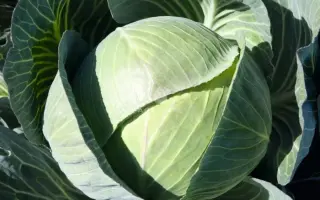 Counter / Каунтер