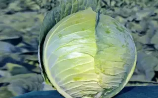 Cabton / Кебтон