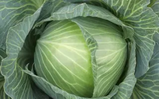 KEPLER / КЕПЛЕР