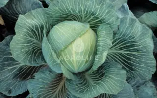 Kilaton F1 / Кілатон F1