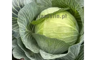 KILAFOX / КІЛАФОКС