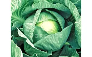 Kilaherb F1 / Кілогерб F1