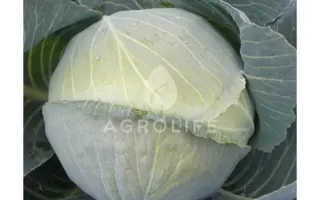 Kolia F1 / Колія F1