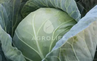 Komati / Коматі