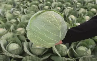 Conqueror / Конкерор