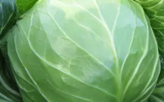 Constable / Констебль