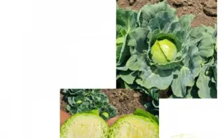 Korata / Кората