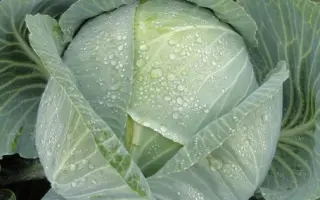 KRONOS / КРОНОС