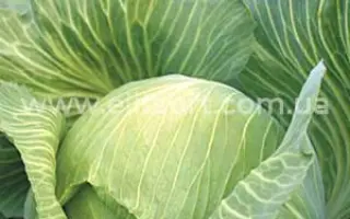 Ladora / Ладора