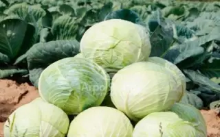 Larsia / Ларсіа