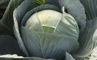 Lexicon / Лексікон