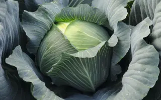 Leopold F1 / Леопольд F1