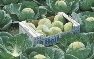 Lennox F1 / Лєннокс F1