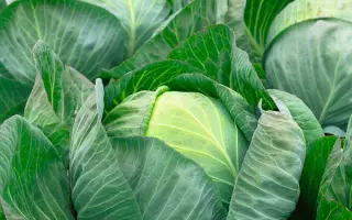 Liberator F1 / Лібератор F1