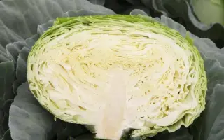 MAVUNOR / МАВУНОР