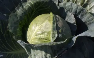 Magion / Магіон