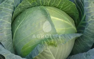 Madison / Мадісон