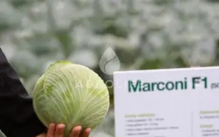 MARCONI / МАРКОНІ