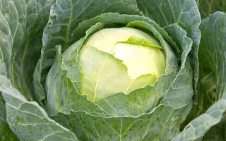 Megaton F1 / Мегатон F1