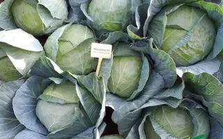 Menzania / Мензанія