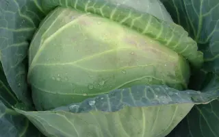 Midor F1 / Мідор F1