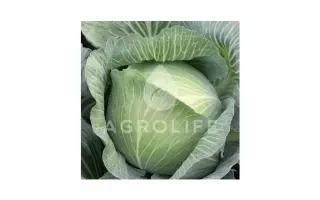 Mucsuma F1 / Муксума F1