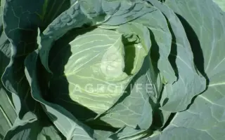 Multima F1 / Мультіма F1