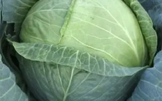 Novator F1 / Новатор F1