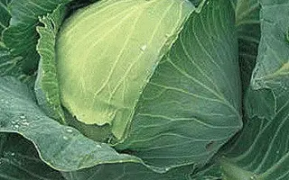 Nozomi / Нозомі