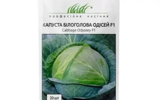 Odyssey / Одіссей