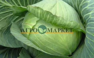 Paradox F1 / Парадокс F1