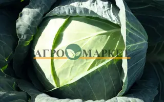 Passat / Пассат