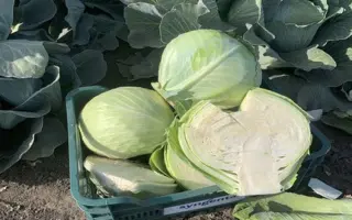 PRODIKOS / ПРОДІКОС