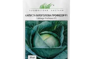 PROFESSOR / ПРОФЕССОР