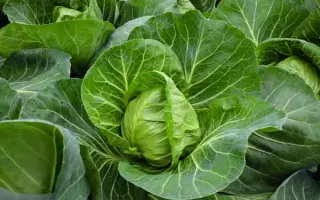 Ranini / Раніні