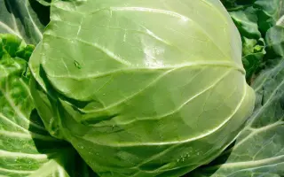 Rapidion / Рапідіон