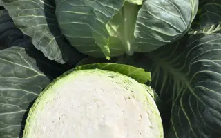 Report / Репорт