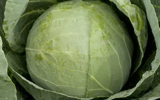 RINGTON / РІНГТОН