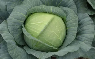 Royal Vantage / Роял Вантаж