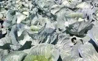 SARMELLO / САРМЕЛЛО