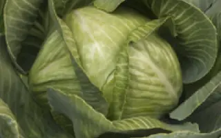 SV3389JL / СВ3389ЖЛ