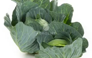 Swingma / Свінгма