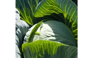 Sintex / Сінтекс