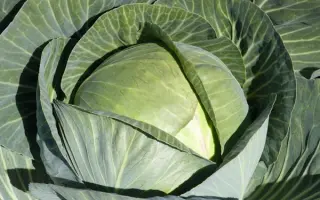 Sircon / Сіркон