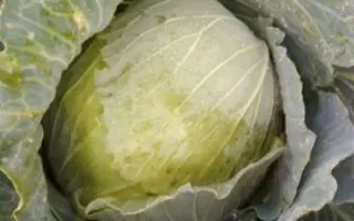 Слобожаночка