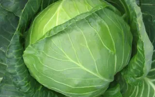 Splash ball / Сплеш болл