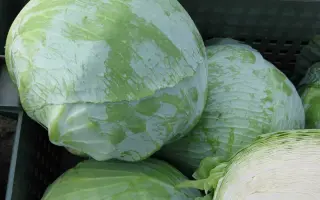 Status / Статус