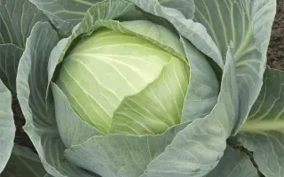 Storema F1 / Сторема F1